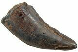 Serrated Tyrannosaur Tooth - Judith River Formation #227810-1